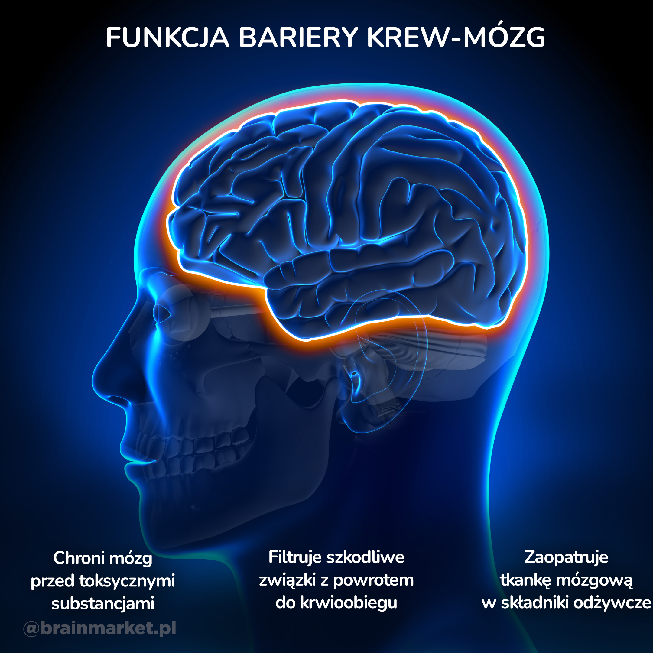 Funkce hematoencefalické bariéry_infografika_pl